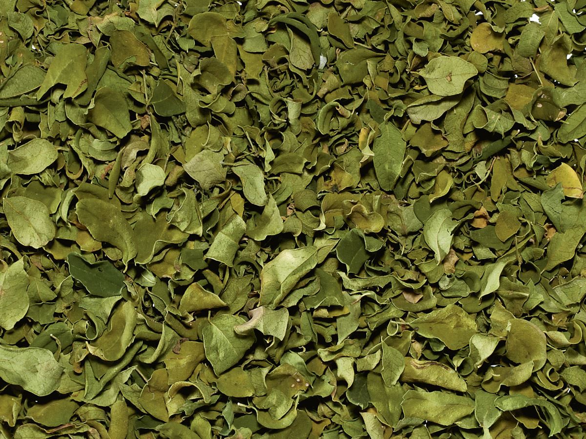 Luomu Moringa lehdet Luomu, Sri Lanka
