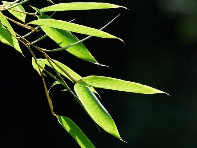 Bambu